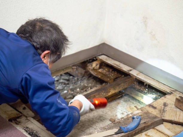 Best Health and Safety Mold Remediation in Valley City, ND