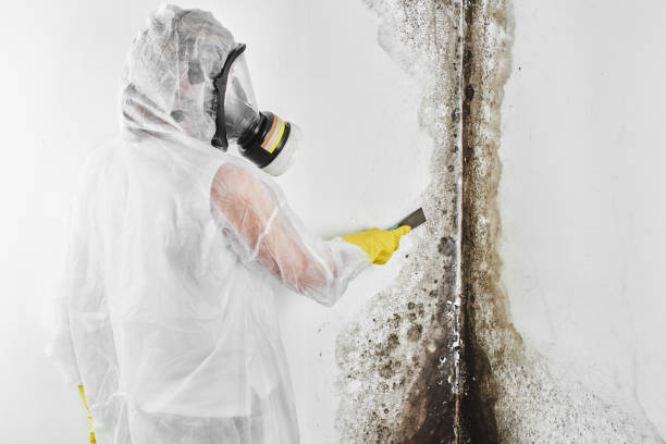 Best Post-Flood Mold Remediation in Valley City, ND