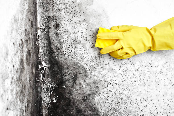 Best Preventive Mold Services in Valley City, ND