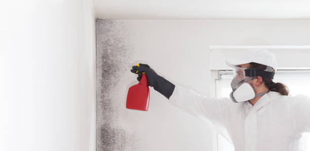 Best Basement Mold Remediation in Valley City, ND