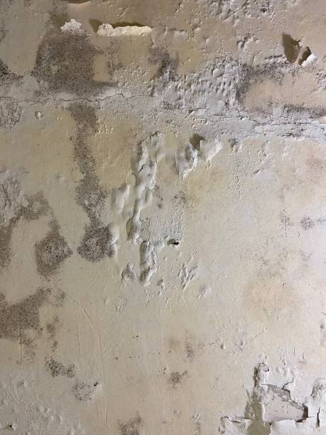 Best Black Mold Remediation in Valley City, ND