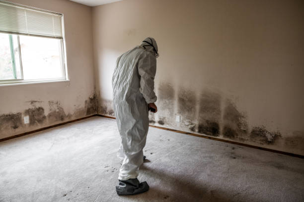 Best Residential Mold Remediation in Valley City, ND