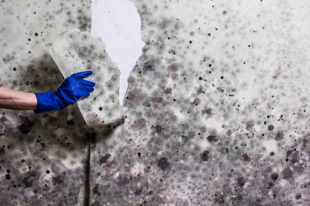 Best Localized Mold Remediation (e.g., coastal areas, humid climates) in Valley City, ND