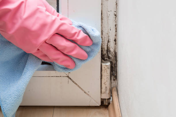 Best Attic Mold Remediation in Valley City, ND